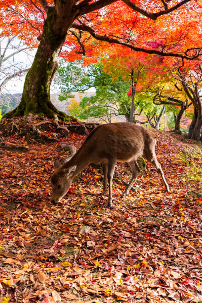 istock Deer in Nara Park in autumn season 1460924732
