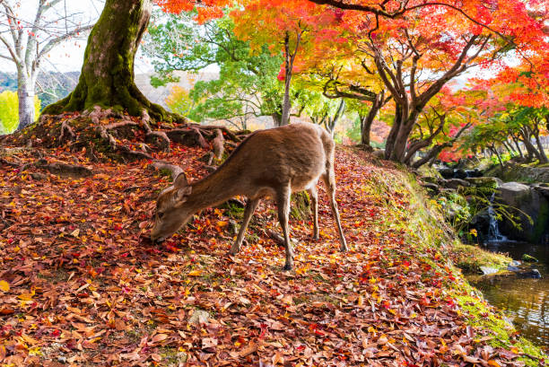 istock Deer in Nara Park in autumn season 1460924733