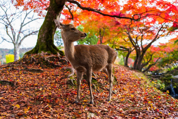 istock Deer in Nara Park in autumn season 1460924734