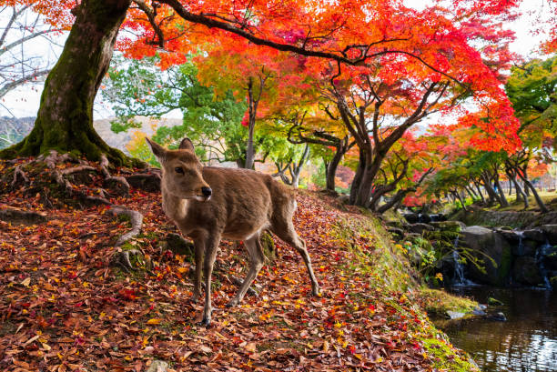 istock Deer in Nara Park in autumn season 1460924735