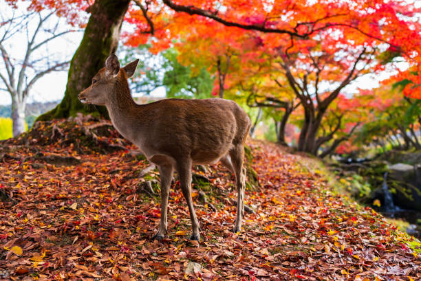 istock Deer in Nara Park in autumn season 1460924736