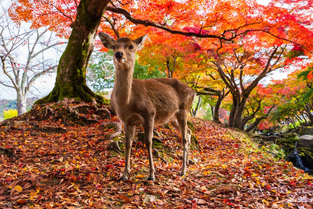 istock Deer in Nara Park in autumn season 1460924747