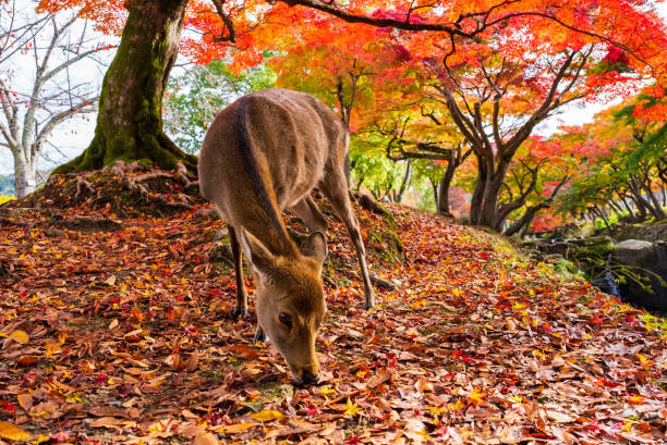 istock Deer in Nara Park in autumn season 1460924748