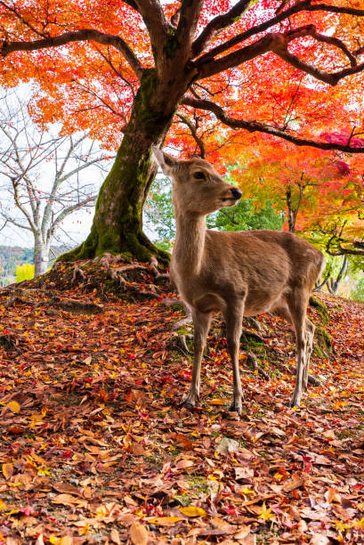 istock Deer in Nara Park in autumn season 1460924749