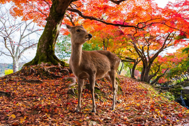 Deer in Nara Park in autumn season There are many deer in Nara Park in Nara City, Nara Prefecture. nsra stock pictures, royalty-free photos & images