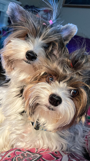 These two Biewer Terrier dogs love to sit on laps and cuddle and are great at posing for a camera.