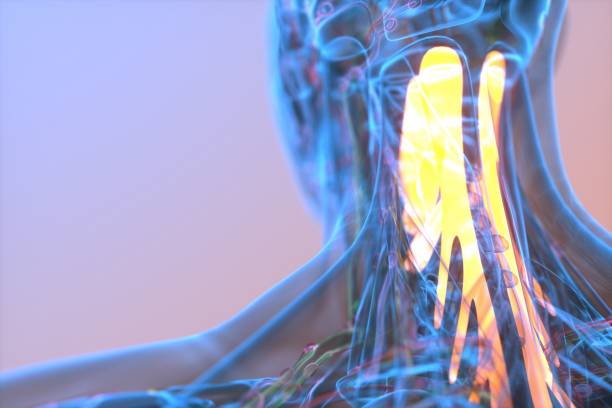 istock Neck muscles xray idear 1460926244