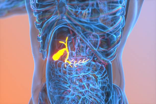 ilustración del sistema digestivo humano de la vesícula biliar - páncreas fotos fotografías e imágenes de stock