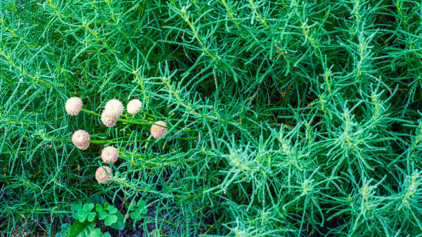 gorgeous green and red succulent plant. hardy plant growing outdoors. hot climate, tropical plant. lime green tinged with red. european garden with exotic plants. - lime leaf imagens e fotografias de stock