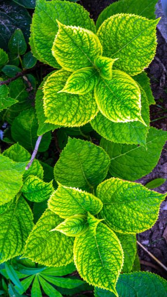 gorgeous green and red succulent plant. hardy plant growing outdoors. hot climate, tropical plant. lime green tinged with red. european garden with exotic plants. - lime leaf imagens e fotografias de stock