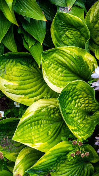 gorgeous green and red succulent plant. hardy plant growing outdoors. hot climate, tropical plant. lime green tinged with red. european garden with exotic plants. - lime leaf imagens e fotografias de stock