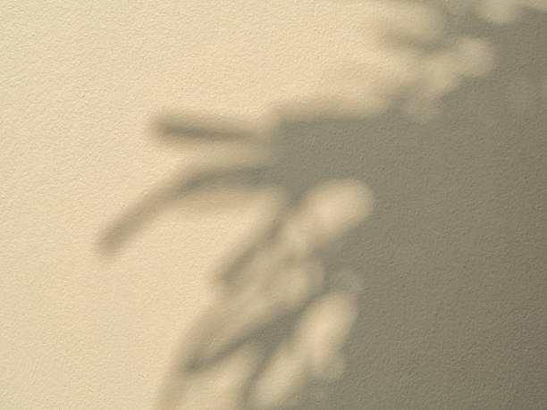 istock Exterior wall with smooth plaster. Morning sun with shadows of branches and leaves. Texture and backdrop background with plant shadows. 1460932811
