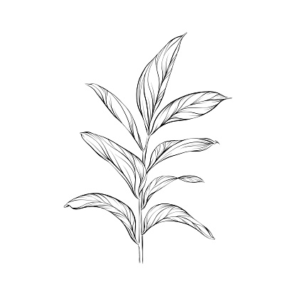 Ruscus leave pen and ink illustration. Vector EPS10 file.