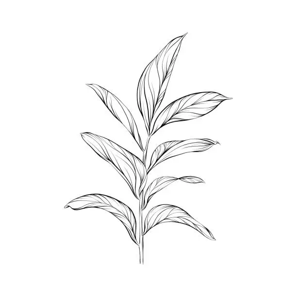 Vector illustration of Ruscus Leaf Vector Pen and Ink Illustration