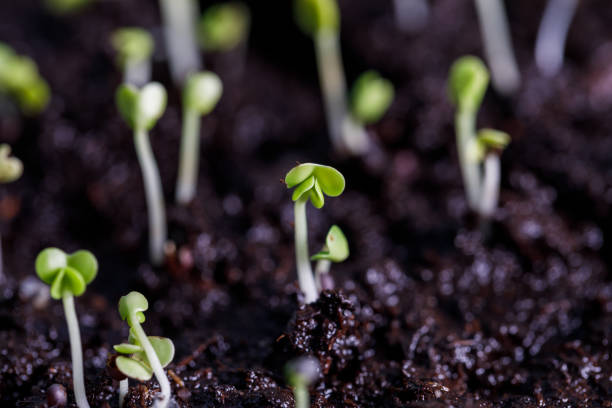 istock Seedlings Growing in Seed Trays 1460935924