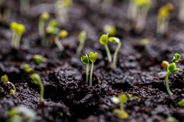 istock Seedlings Growing in Seed Trays 1460935925