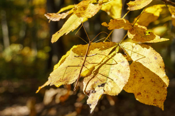 Image of a siam giant stick insect on leaves on nature background. Insect Animal.