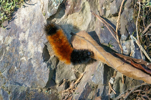 A black and brown woolly worm caterpillar crawling on a rock and a dried leaf