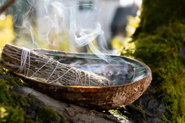 A close up image of a burning white sage smudge stick and abalone shell resting on a tree branch.