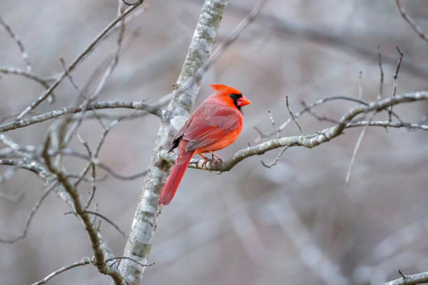 istock Bright red cardinal is a stark contrast to bleak winter forest 1460938414