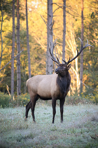 Two large bull elk in Banff National park. November