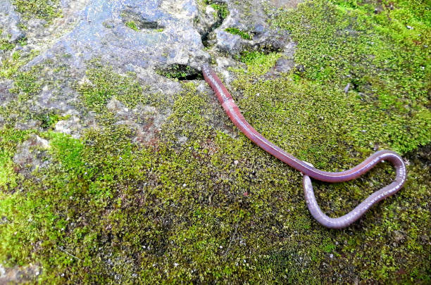 istock An earthworm crowling on a mossy rock 1460942178