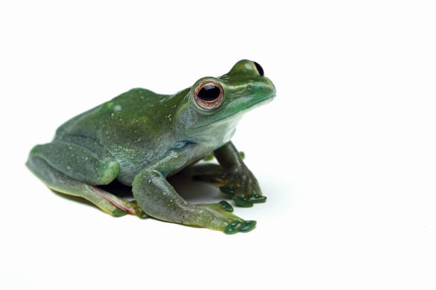 istock Jade tree frog sitting on leaves 1460945084