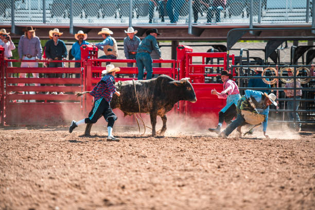 istock Cowboy Thrown Off A Bucking Bull 1460945092