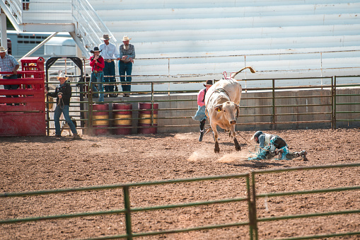 Cowboy thrown off a bucking bull at a local rodeo event in Utah.
