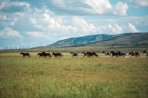 Several horses run along a green slope in the mountains of Kyrgyzstan. The amazing nature of Kyrgyzstan. Beautiful summer mountain landscape.