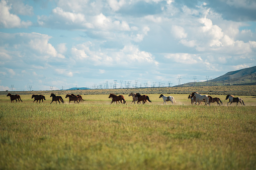 Outdoor shot of group of horses running and being herded at a valley. Healthy mammals running in the green grass.