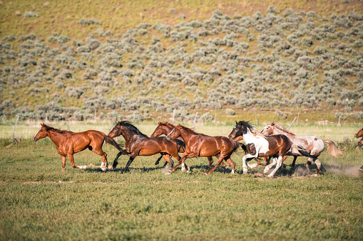 Diverse group of trained horses galloping effortlessly during a summer day. They are training for the next rodeo.