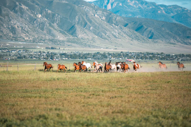 Wildlife captured in nature. Big group of wild mustang horses running in the field in front of the mountains.