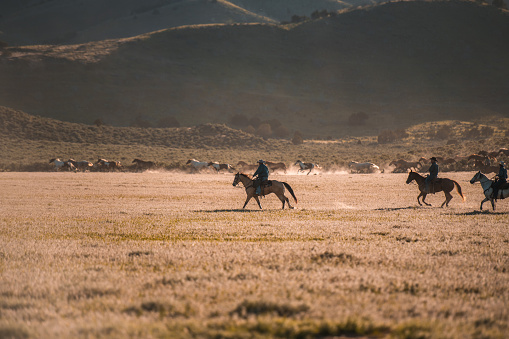 Four wild mustangs gallop by fir trees and up a grassy hillside in the Rocky Mountains, One is brown, but the others are all paint horses. Their manes blow in the wind as they race. 3D Rendering