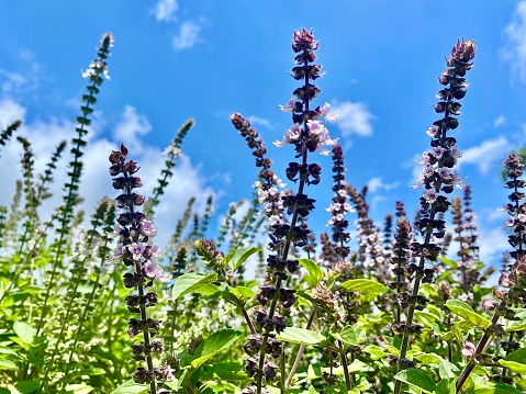 Horizontal landscape of Holy Basil Tulsi bush with purple flowers and green leaves with bees collecting pollen under a blue sky in summer country garden Australia