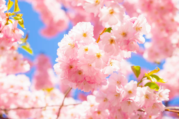 istock Pink Cherry blossom on blue sky full frame. Sakura cherry tree flowers a lot, spring texture background in sunlight 1460949117