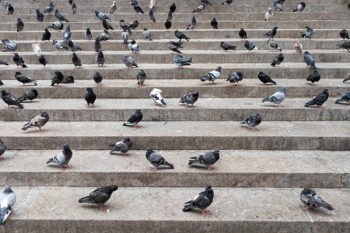 Looking up at stone stairs covered with lots of pigeons in New York City
