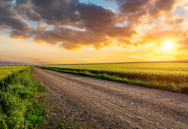 istock Rural road and green wheat fields at sunrise 1460949459