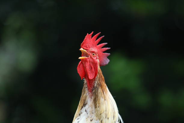 クローズアップオンドリ - chicken bird close up domestic animals ストックフォトと画像