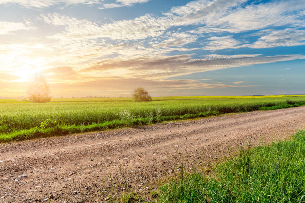 route de campagne et champs de blé au lever du soleil - dirt road photos et images de collection
