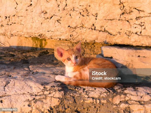 Street Cat Family At Rovinj Harbor Croatia Stock Photo - Download Image Now - Animal, Animal Family, Coastline