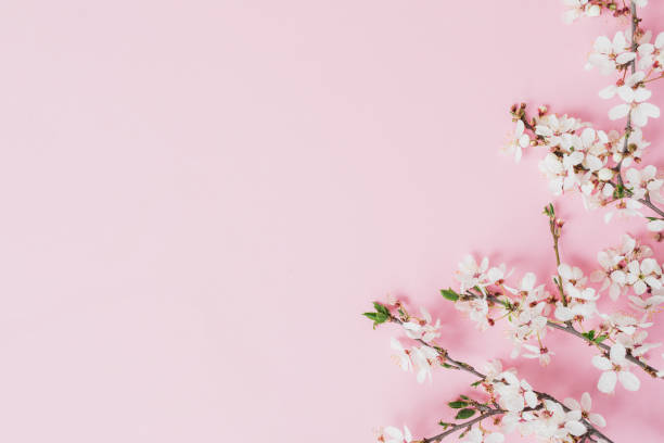 istock Spring time concept with blossom fruit flowers on pink. Flat lay, top view. 1460957396