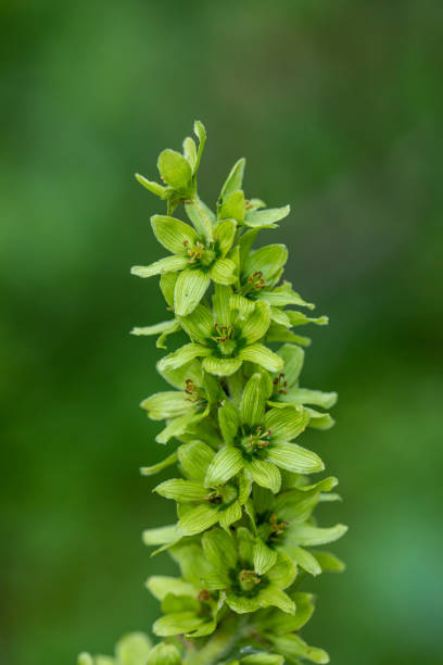 Veratrum album flower growing in mountains, close up flowers captured in Bohinj valley Slovenia european white hellebore stock pictures, royalty-free photos & images