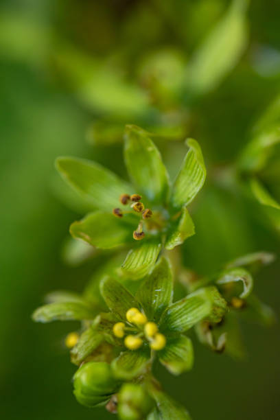 Veratrum album flower growing in mountains, close up flowers captured in Bohinj valley Slovenia european white hellebore stock pictures, royalty-free photos & images