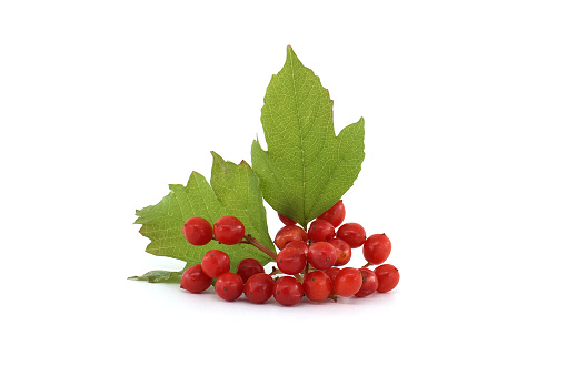 Viburnum opulus or Guelder Rose berries and leaves isolated on white background