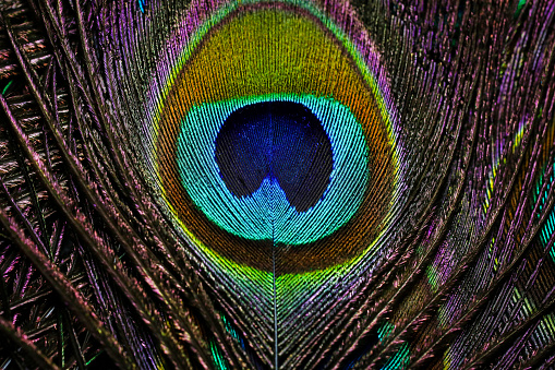 Peacock feather. Peafowl feather. Colorful feather.
