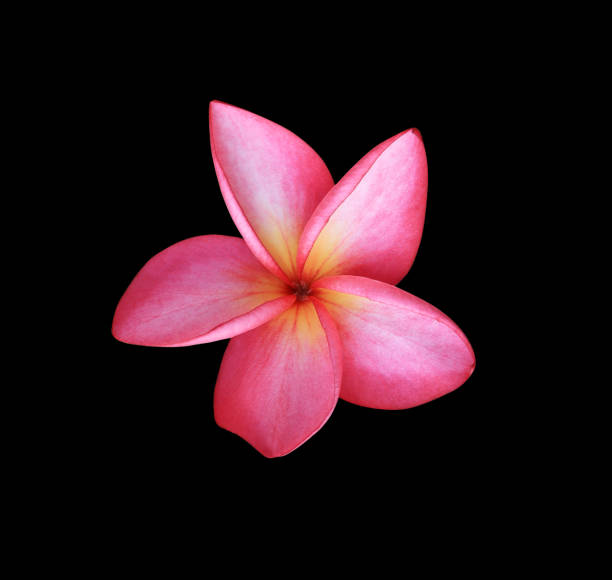 istock red plumeria flower 1460961545