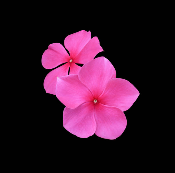 Madagascar periwinkle flowers bouquet. Madagascar periwinkle or Vinca or Old maid or Cayenne jasmine or Rose periwinkle or Catharanthus roseus flowers. Close up small pink flowers bouquet isolated on white background. catharanthus roseus stock pictures, royalty-free photos & images