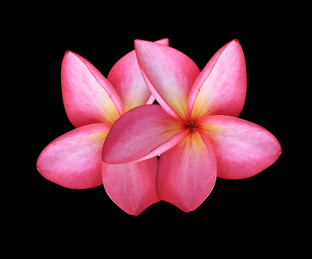 Close up pink-red plumeria or frangipani flower bouquet isolated on black background.