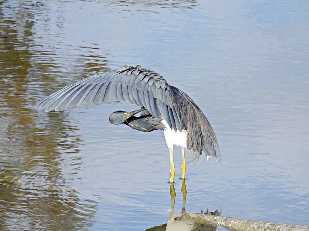 istock Tricolored Heron (Egretta tricolor) - preening its feather in a lake 1460962590